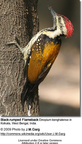 Black-rumped Flameback