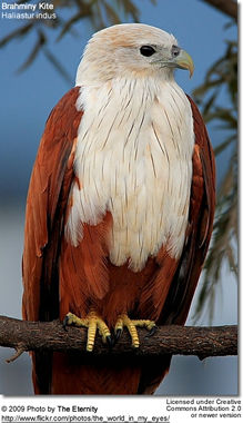 Underlegen formel sti Australian Birds of Prey: Eagles, Hawks, Falcons, Goshawks, Owls, Nightjars  and Frogmouths | Beauty of Birds