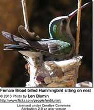 Broad-billed Hummingbird, Cynanthus latirostris,