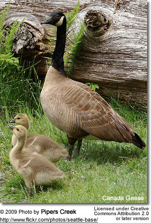 canada goose web development