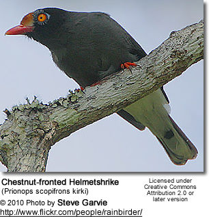 Chestnut-fronted Helmetshrike (Prionops scopifrons kirki)