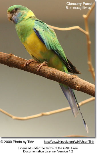 Cloncurry Parrot