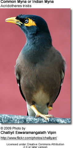 Common Myna