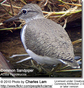 Common Sandpiper, Actitis hypoleucos