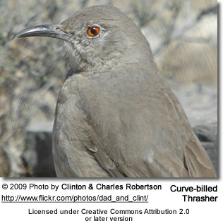 Curve-billed Thrasher
