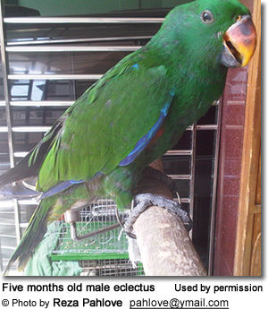 Five months old male eclectus