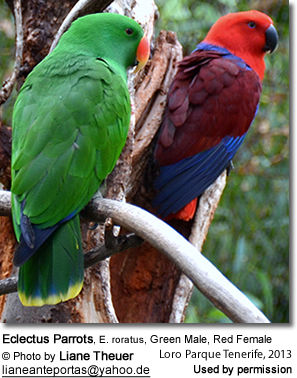 Eclectus Parrots, E. roratus, Green Male, Red Female