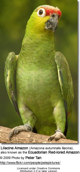 Lilacine Amazon (Amazona autumnalis lilacina), also known as the Ecuadorian Red-lored Amazon