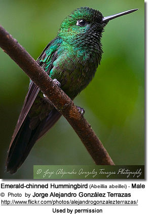 Male Emerald-chinned Hummingbird