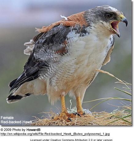 Female Red-backed Hawk