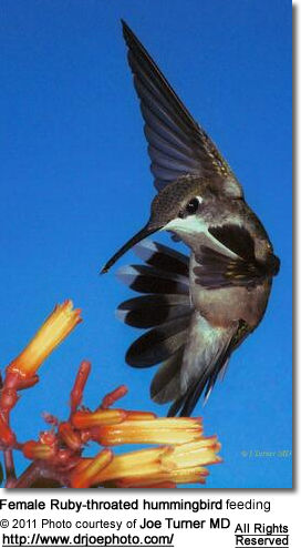 Female Ruby-throated hummingbird feeding