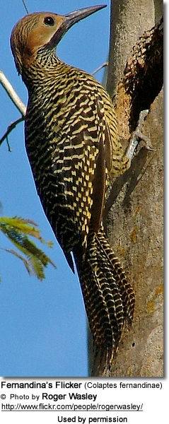 Fernandina’s Flicker (Colaptes fernandinae)