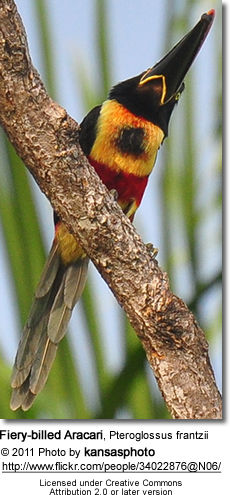 Fiery-billed Aracari, Pteroglossus frantzii