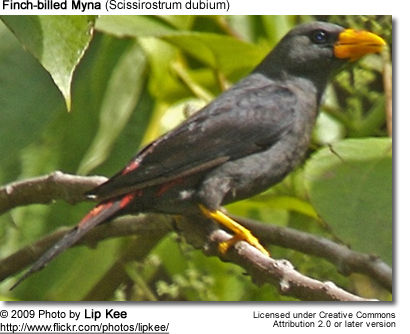 Finch-billed Myna
