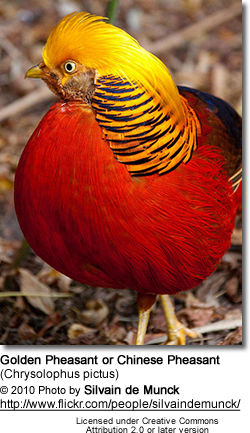 Golden Pheasant or Chinese Pheasant (Chrysolophus pictus)