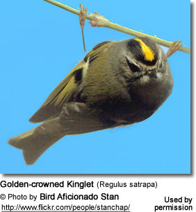 Golden-crowned Kinglet (Regulus satrapa)