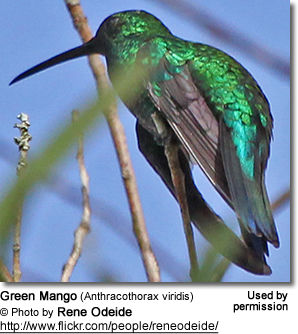 Green Mango (Anthracothorax viridis)
