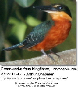 Green-and-rufous Kingfisher, Chloroceryle inda