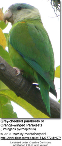 Grey-cheeked parakeets or Orange-winged Parakeets (Brotogeris pyrrhopterus)