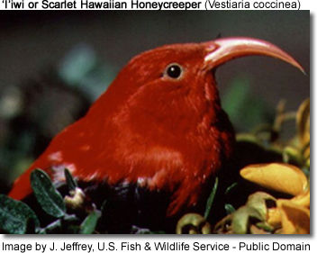 'I'iwi or Scarlet Hawaiian Honeycreeper (Vestiaria coccinea)
