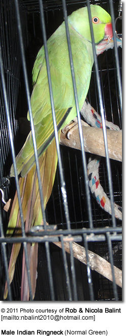 mandlig indisk Ringneck (Normal grøn)