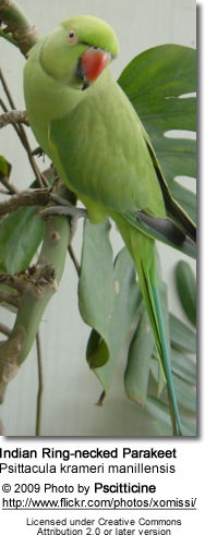  Psittacula krameri manillensis ... Engleză: Parakeet indian cu gât inelar