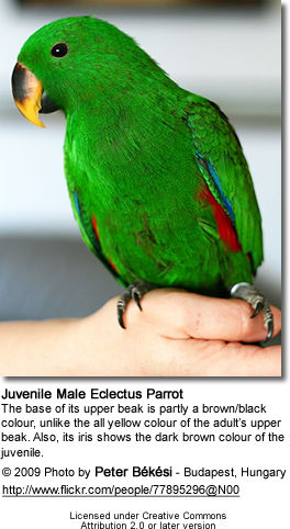 Juvenile Male Eclectus Parrot