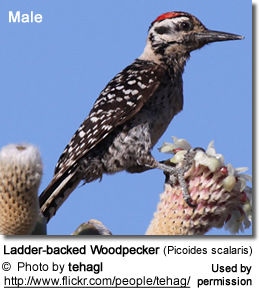 Ladder-backed Woodpecker (Picoides
scalaris)