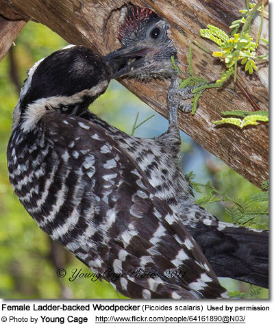 Female Ladder-backed
Woodpecker (Picoides scalaris)