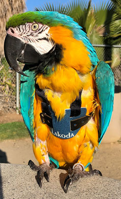 Lakoda wearing her EZ Harness