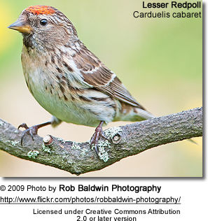 Lesser Redpoll - Carduelis cabaret