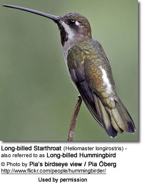 Long-billed Starthroat (Heliomaster longirostris) - also referred to as Long-billed Hummingbird