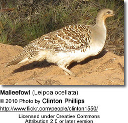 Malleefowl