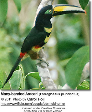 Many-banded Aracari (Pteroglossus pluricinctus)