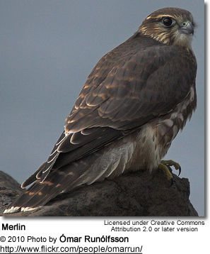 Merlin