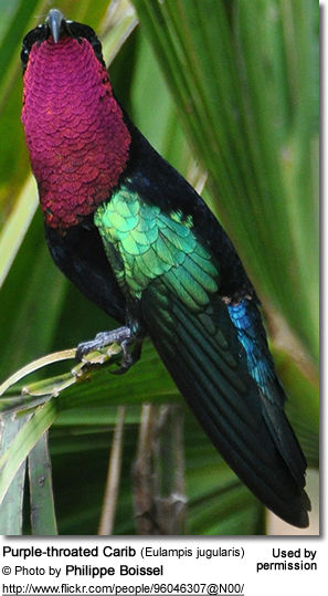 Purple-throated Carib (Eulampis jugularis)