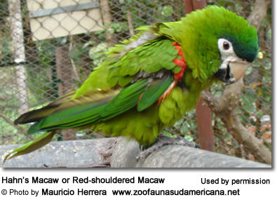 Hahn’s Macaw or Red-shouldered Macaw (Ara / Diopsittaca nobilis nobils) 