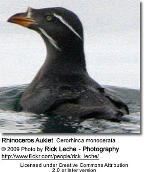 Rhinoceros Auklet, Cerorhinca monocerata