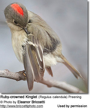 Ruby-crowned Kinglet (Regulus calendula) Preening