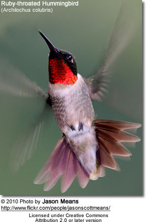 Ruby-throated Hummingbird (Archilochus colubris),