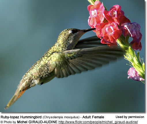 Ruby-topaz Hummingbird (Chrysolampis mosquitus) - Adult Female