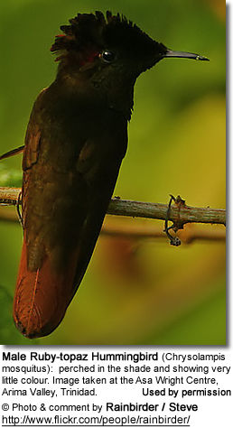 Ruby-topaz Hummingbird (Chrysolampis mosquitus), 