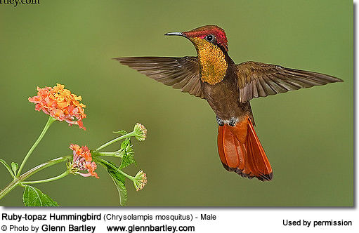Ruby-topaz Hummingbird - Male, Chrysolampis mosquitus