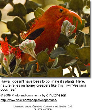 Scarlet Hawaiian Honeycreeper