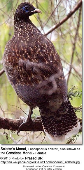 Sclater’s Monal, Lophophorus sclateri, also known as the Crestless Monal - Female