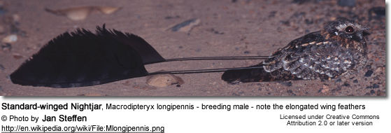Standard-winged Nightjar, Macrodipteryx longipennis - breeding male - note the elongated wing feathers