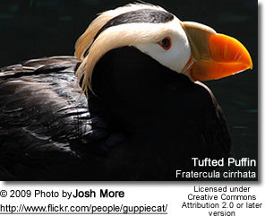 Tufted Puffin (Fratercula cirrhata)