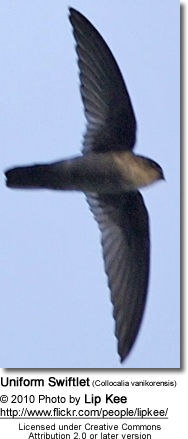 Uniform Swiftlet (Collocalia vanikorensis)