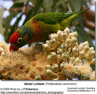Varied Lorikeet