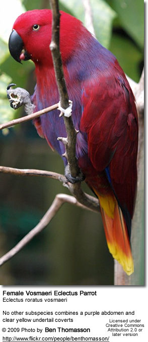 Female Vosmaeri Eclectus Parrot 